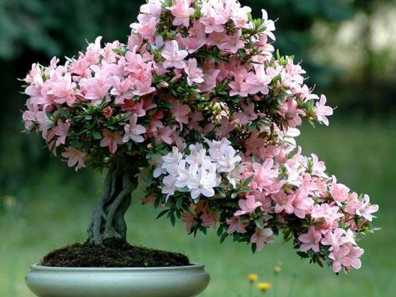 Plant de azalea correct