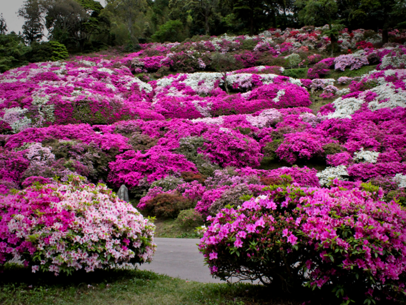 Plantning og pleje af en azalea