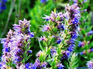 Hyssop สามารถปลูกได้จากเมล็ดในสถานที่