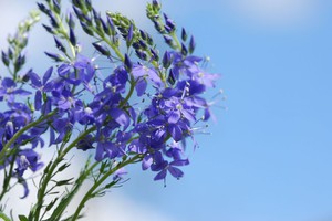 Hyssop in bloom جميل ومفيد للغاية.