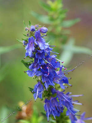 Hyssop officinalis е непретенциозен и расте добре дори в хладен климат