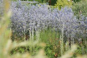 Floraison d'hysope - courte période