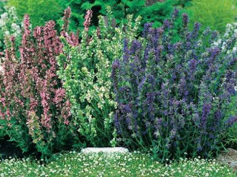 Hyssop เติบโตในพื้นดินและไม่ต้องการการดูแลรักษามากนัก