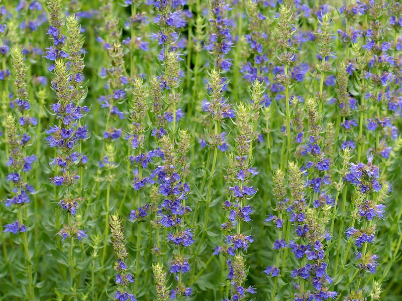 Den krydrede duften av blader og blomster indikerer at du har isop.