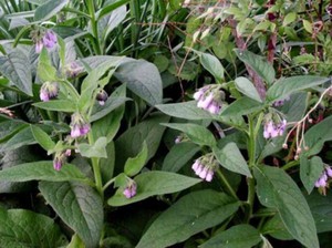 A Comfrey-t kezelésként alkalmazzák