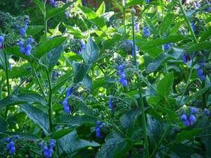 Ano ang mga katangian ng halaman ng comfrey?