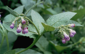 Hvornår bruges comfrey?