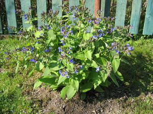 การใช้ comfrey อย่างแพร่หลาย