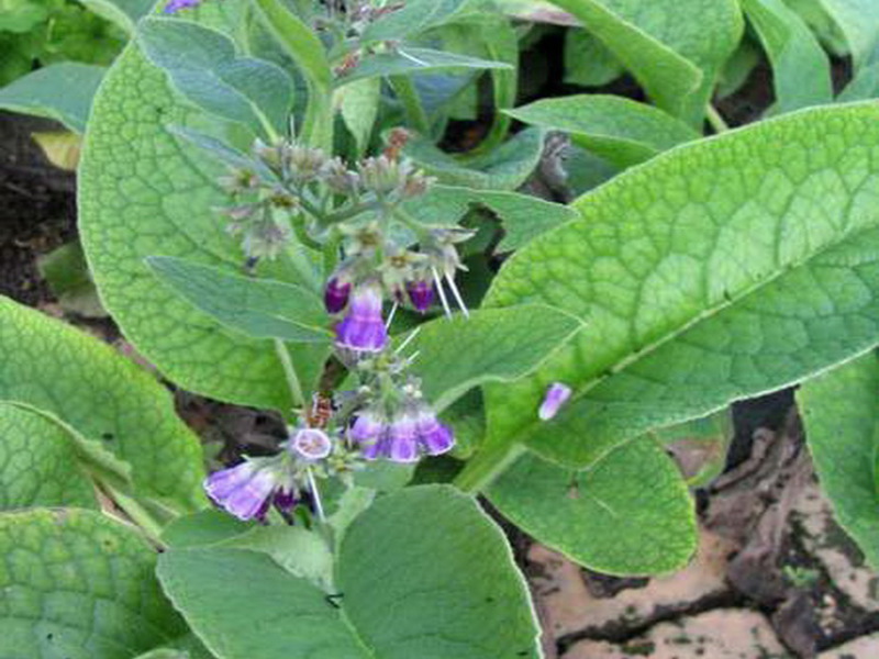 Ang mga nakapagpapagaling na katangian ng comfrey