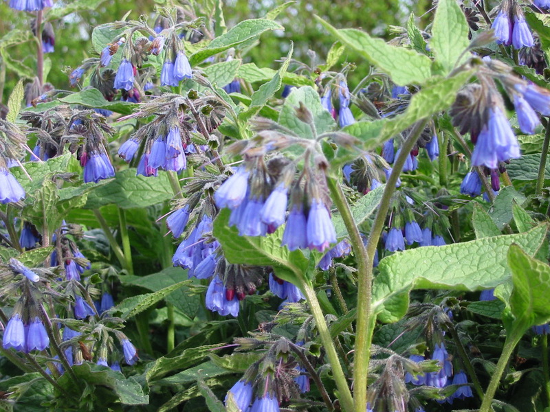 Comfrey används som behandling