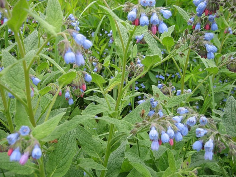 Comfrey Kaukasia