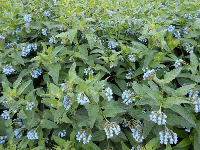 Comfrey sorter