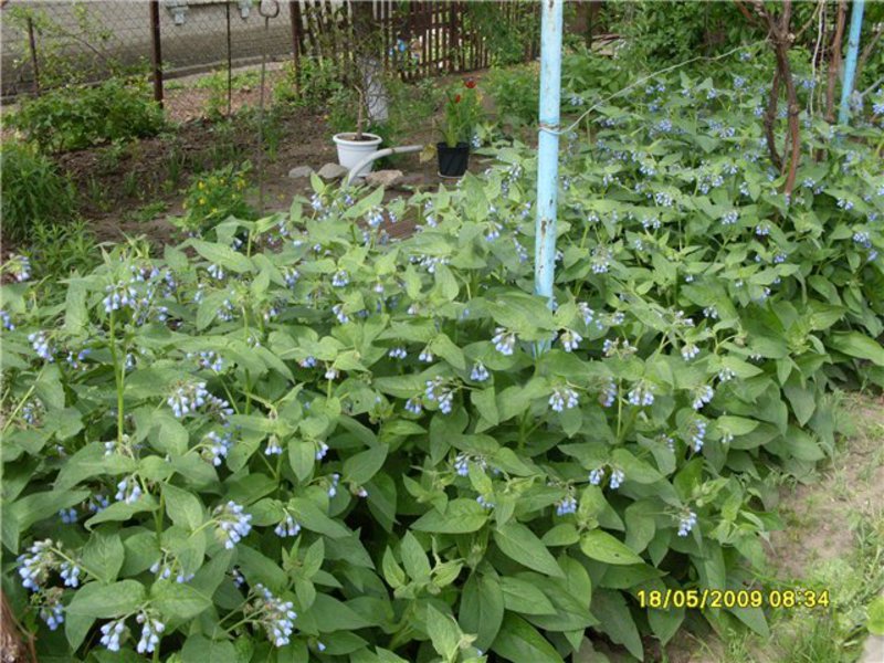 Kuinka comfrey-juurta käytetään