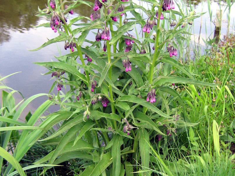 Mengapa comfrey berguna?