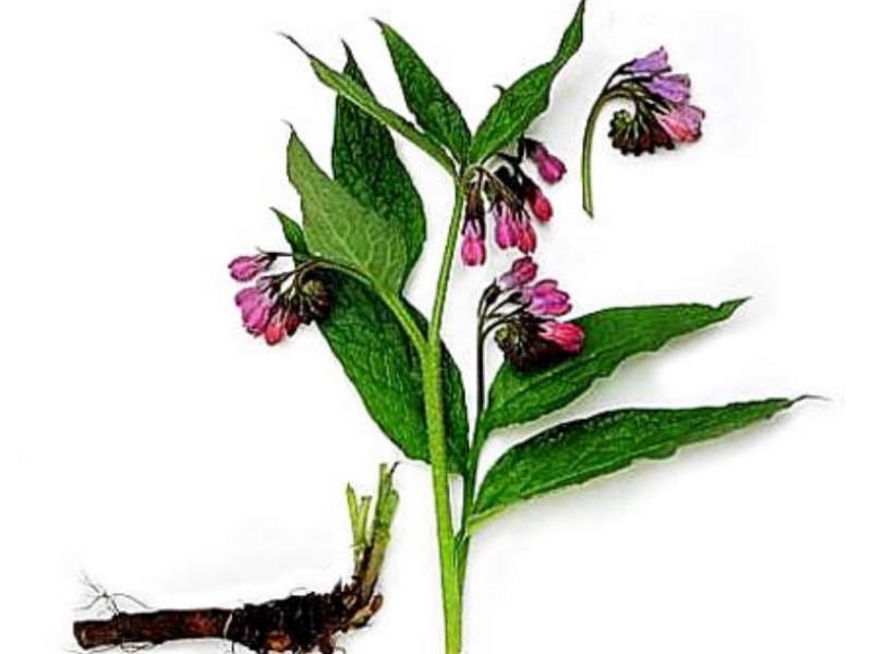 Medicinal plants comfrey