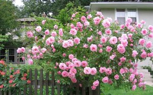 Napakaganda ng Rose hedge