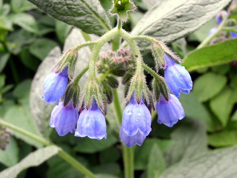 Kuinka tehdä comfrey-liemi