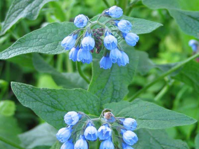 Ginagamit bilang paggamot si Comfrey