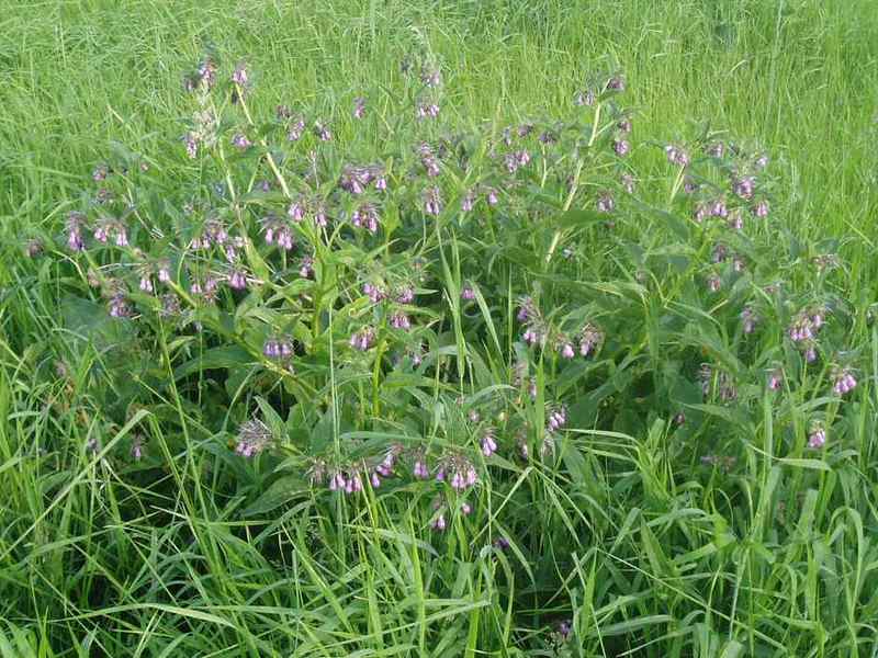 วิธีการรวบรวม comfrey