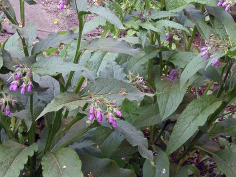 Beskrivelse af comfrey-planten