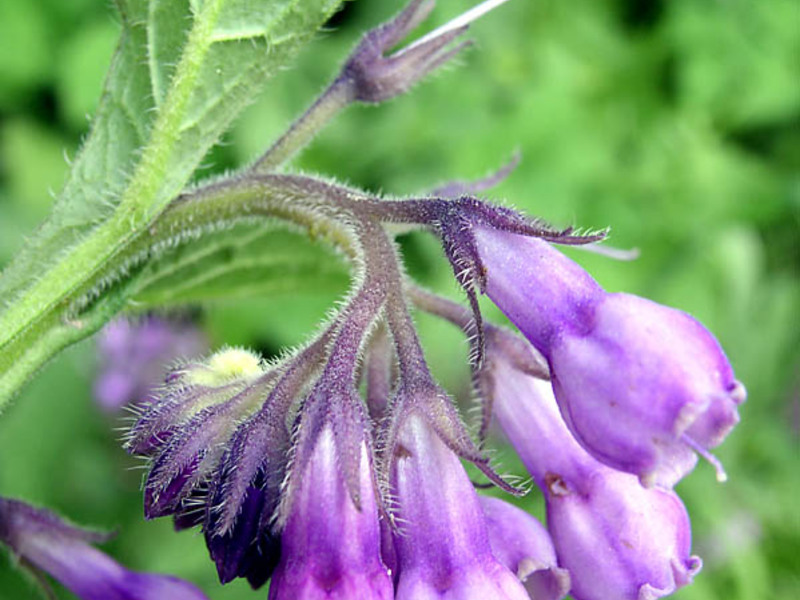 Kuinka comfrey käytetään