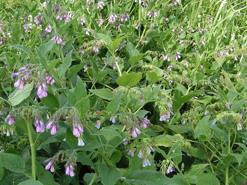 Sabaw ni Comfrey