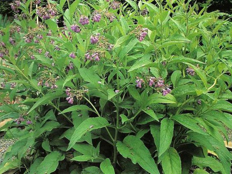 Cara menggunakan comfrey dengan betul