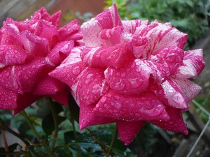 Rosas genéricas também podem ser muito diferentes.