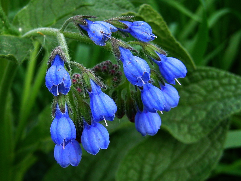 Mga bulaklak na Comfrey