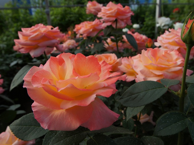 Own-rooted roses - yellow-orange buds conquer.