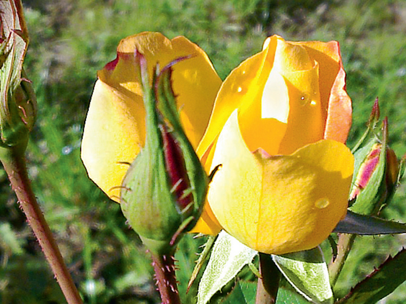 Uma rosa amarela canadense pode ser plantada em sua área.