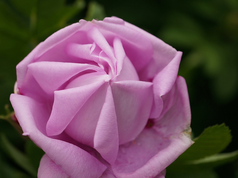 Ang mga rosas na pagpipilian ng Canada ay lumalaban sa hamog na nagyelo, na kung saan ay isang malaking karagdagan.