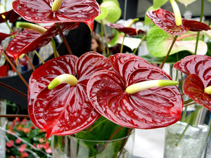 Anthurium does not like heat or cold