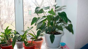 Anthurium es una de las plantas en macetas para el hogar.