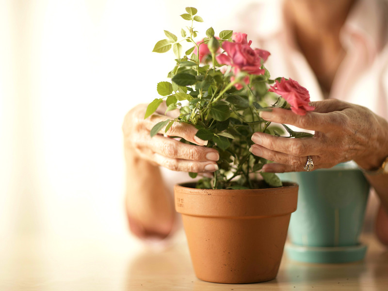 Dicas de floricultores experientes sobre como cuidar adequadamente das rosas em casa