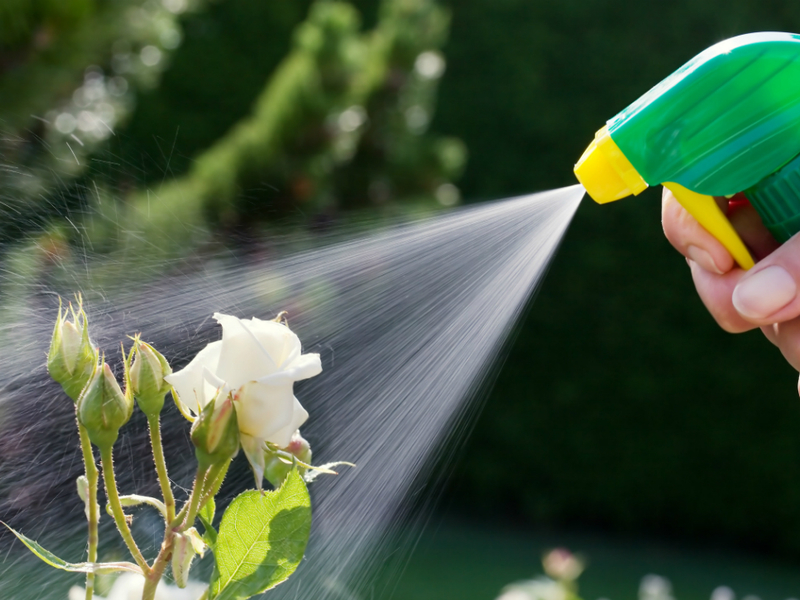 Regels voor het thuis water geven van kamerrozen