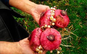 Le sfumature della crescita dei gladioli dai cormi in campo aperto in primavera