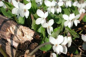 Variedades de violetas