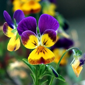 Façons de faire pousser une violette cornue