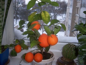 Planting a tangerine at home