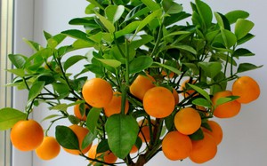 Paano palaguin ang isang tangerine mula sa isang buto sa bahay