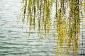 Blooming weeping willow tree