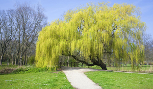 Willow species