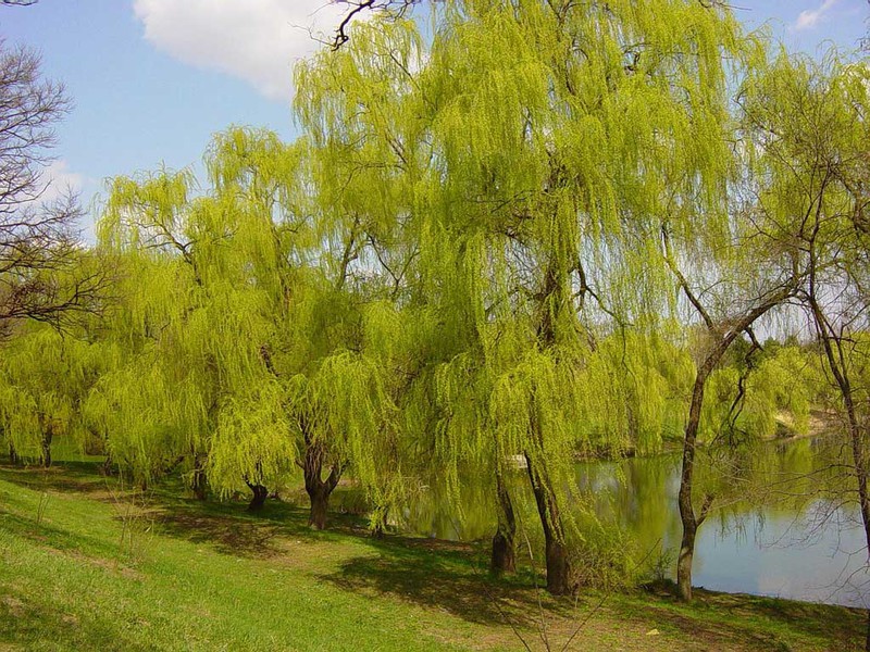 Blooming willow