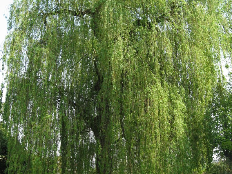 Where does willow tree grow?