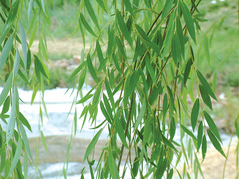 Weeping willow