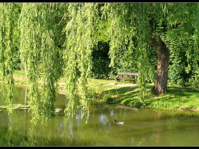 Weidenbaum am Wasser