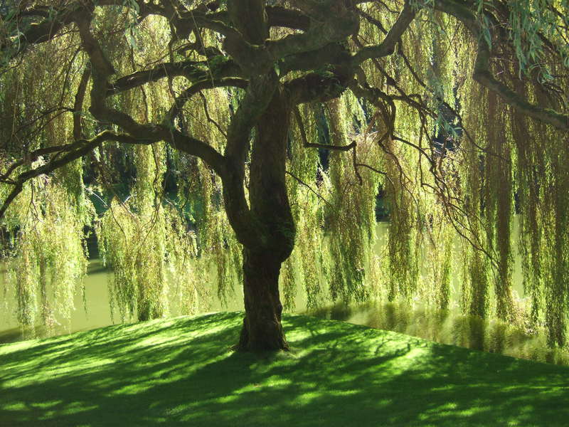 Weeping willow appearance