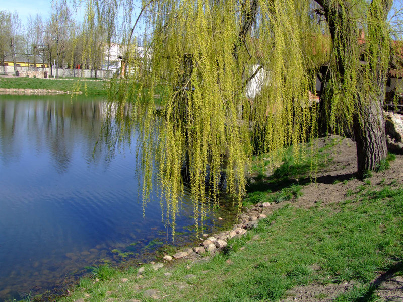 Žalosna vrba