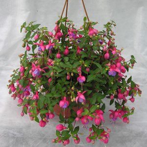 Fuchsia in huis